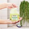 imageDr Teals Shea Sugar Body Scrub Cannabis Sativa Hemp Seed Oil with Essential Oils 19 oz Pack of 3Ceramides  Avocado Essential Oil